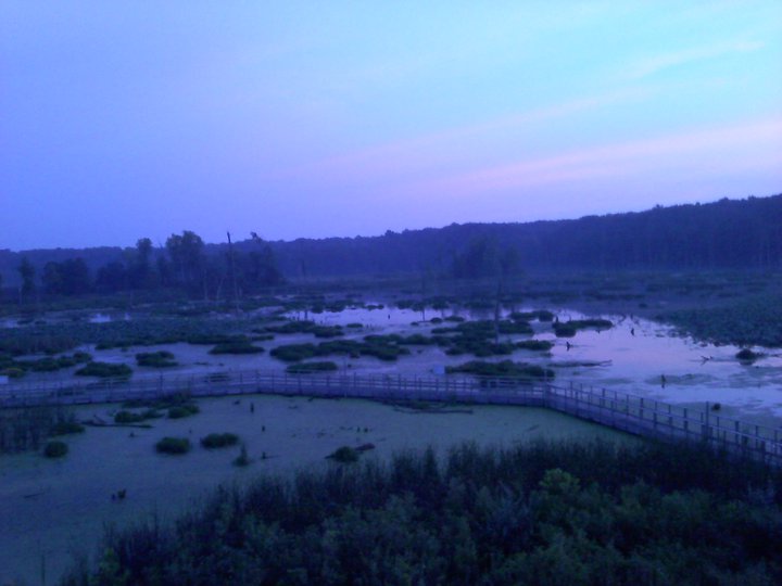 A wetlands scene with lilypads and swampland in the foreground